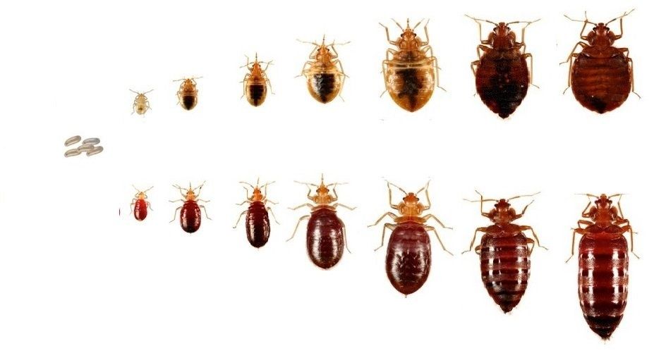 Usuwanie  Tępienie Likwidacja pluskwy Dezynsekcja odpluskwianie