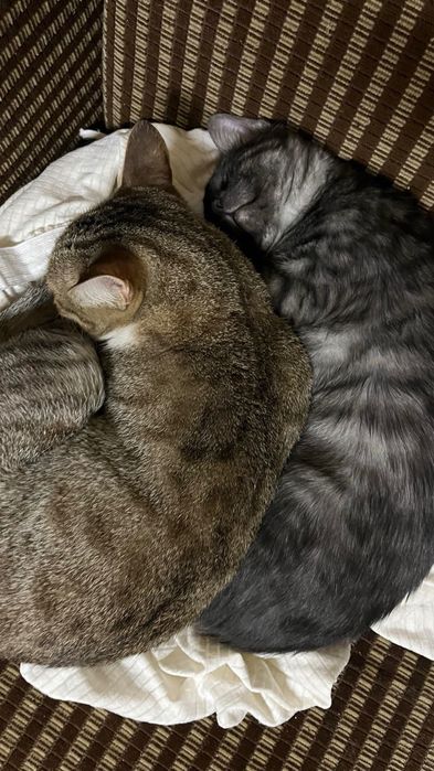 ADOÇÃO RESPONSÁVEL – MIMO & FELÍCIA