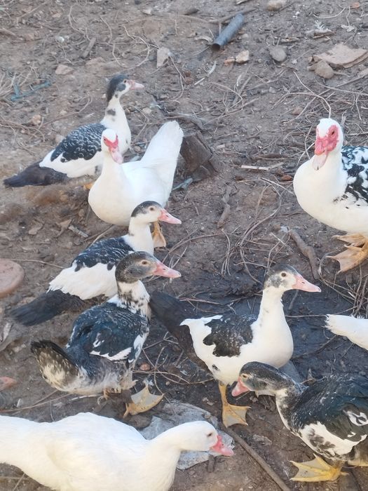 patos    muito  mansinhos