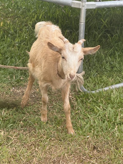 Vendo casal de cabras