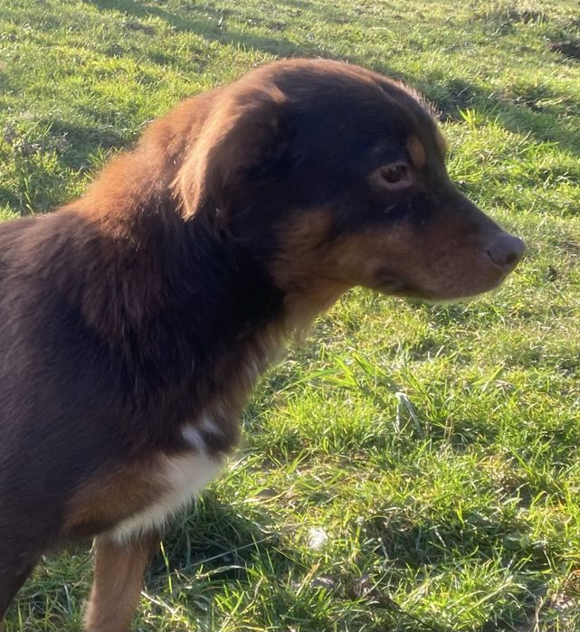 Sunia Choko - do adopcji czekoladowa piekność