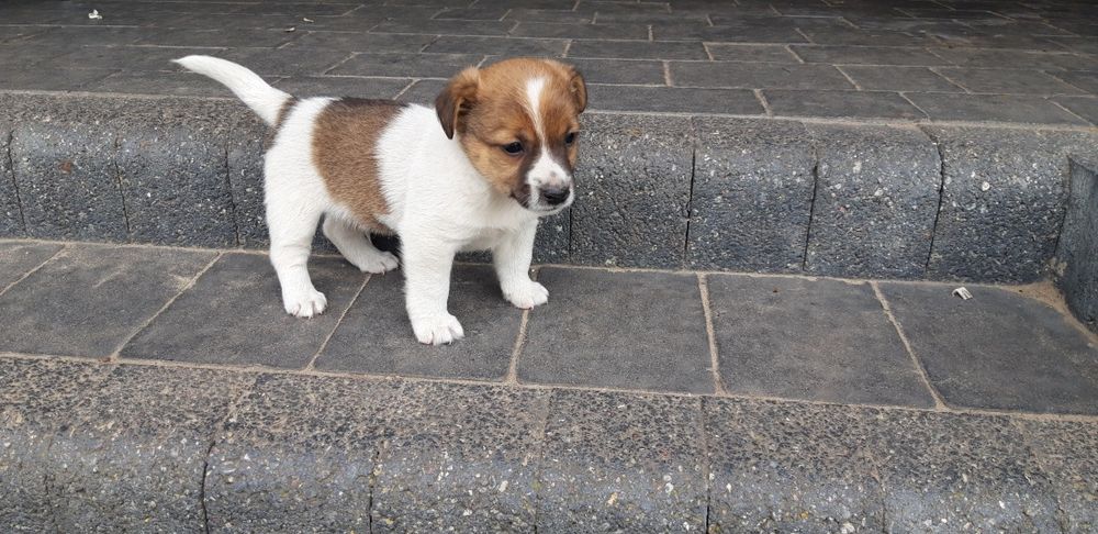Jack Russell Terrier Piesek