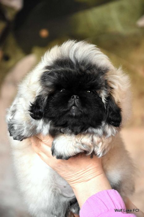 Pekińczyk ZKwP / FCI prawdziwy rodowód