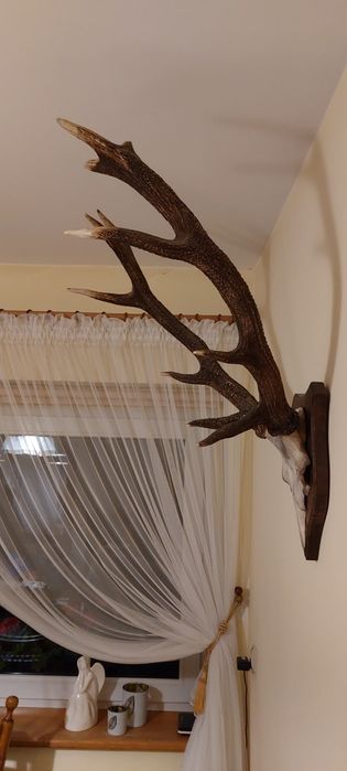 Sprzedam rogi poroże zrzuty