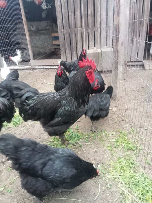 Casais e Galos Raça Jersey Gigantes