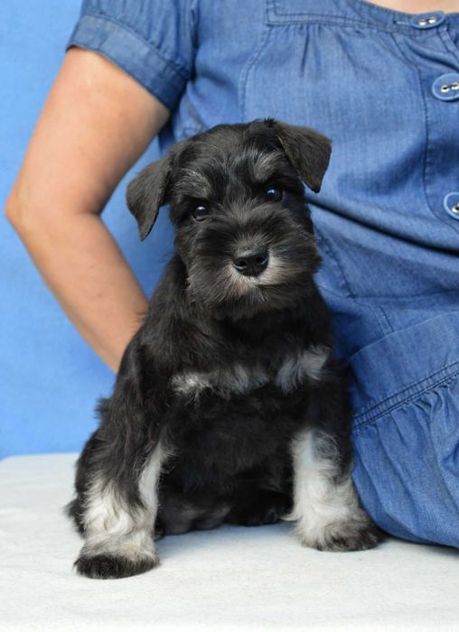 Щенки. Цвергшнауцер. Окрас черный с серебром.