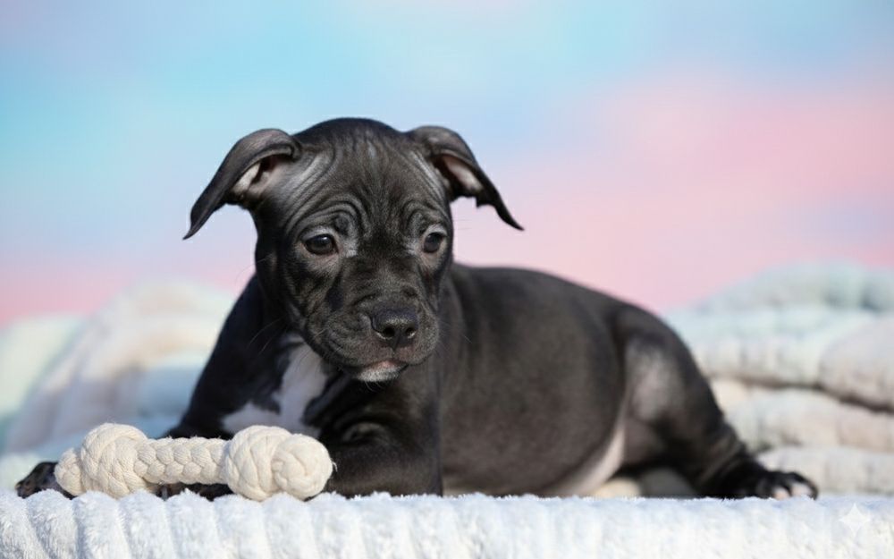 Цуценята Американського Пітбультер'єра.