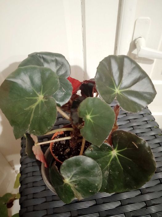 Монстера, бегонії, дріміопсіс, традесканції