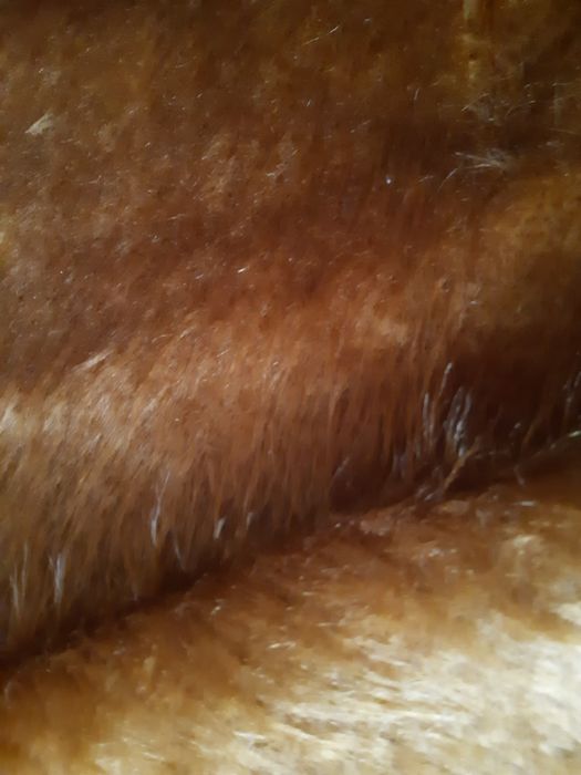 Штучне хутро виробник Болгарвя на