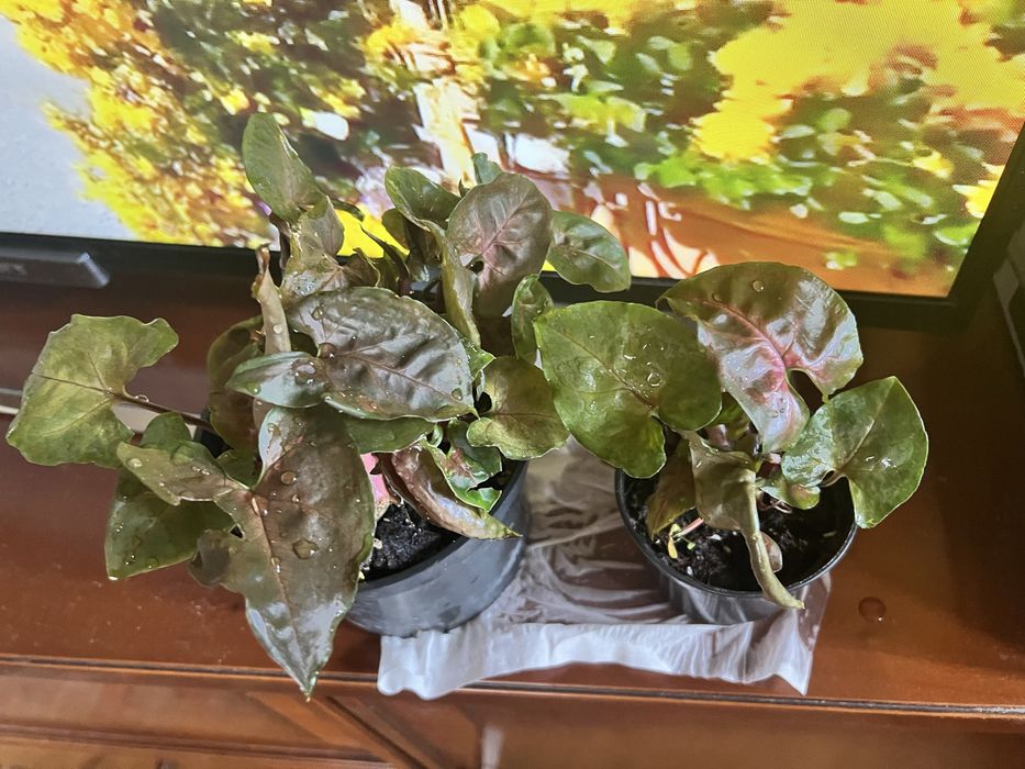 Syngonium Maria roślina doniczkowa