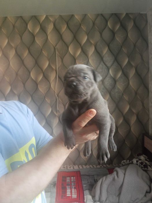 Продаються цуценята канекорсо