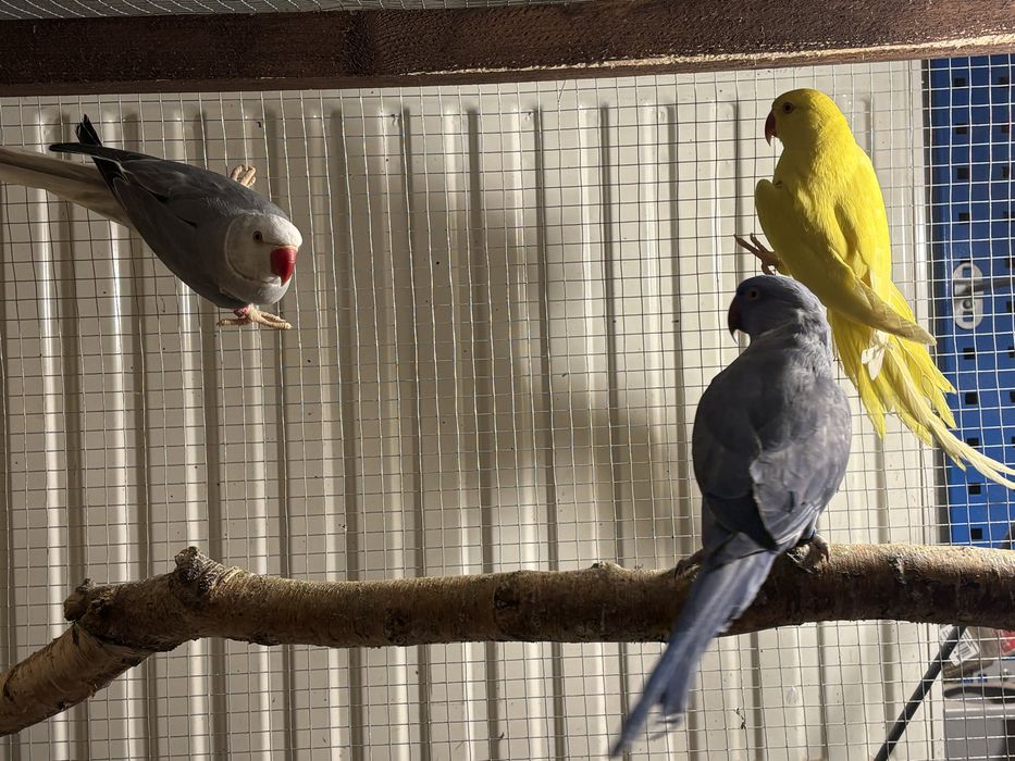 Aleksandretta obrożna