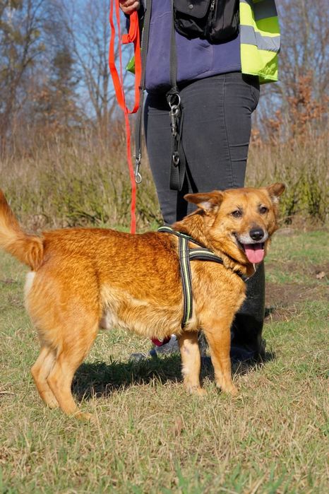 Wdzięczny Krzysio czeka na najlepszy dom