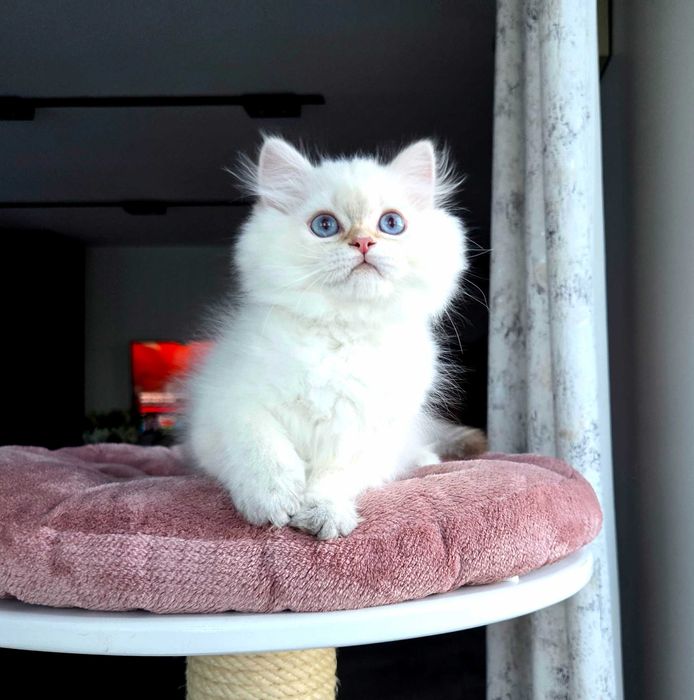 Brytyjczyk ,kocur długowłosy z niebieskimi oczami .