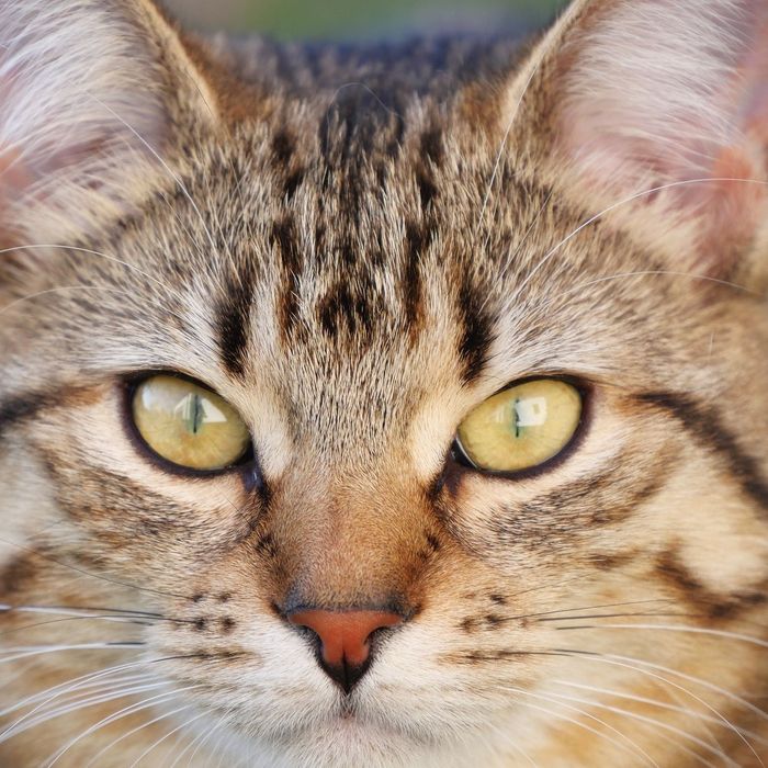 Ветеринар. Ветеринарний лікар, виклик додому