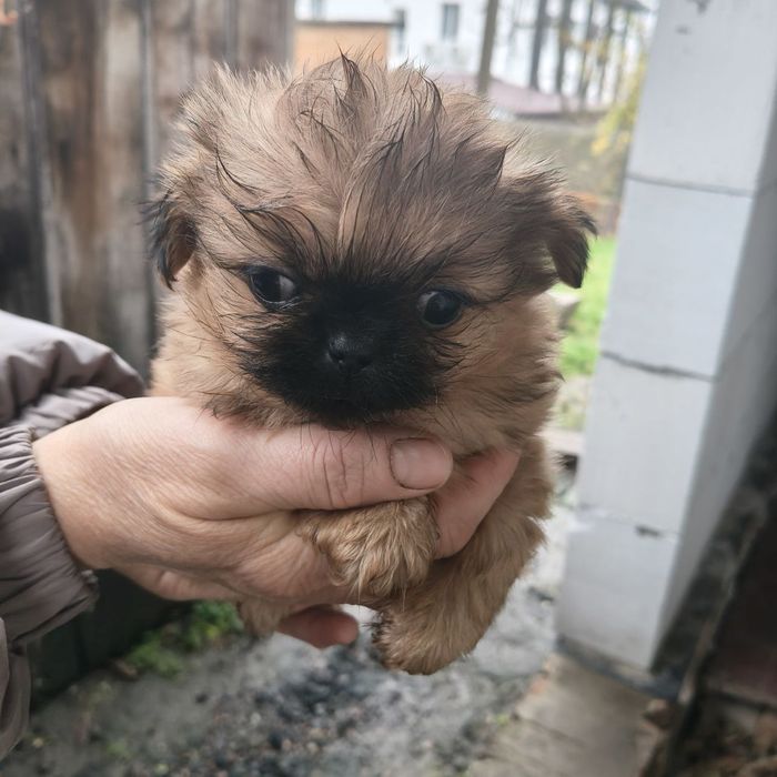 Продам щенят пекінеса