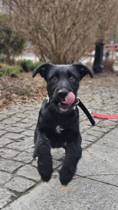 Pies do adopcji 4 miesiące