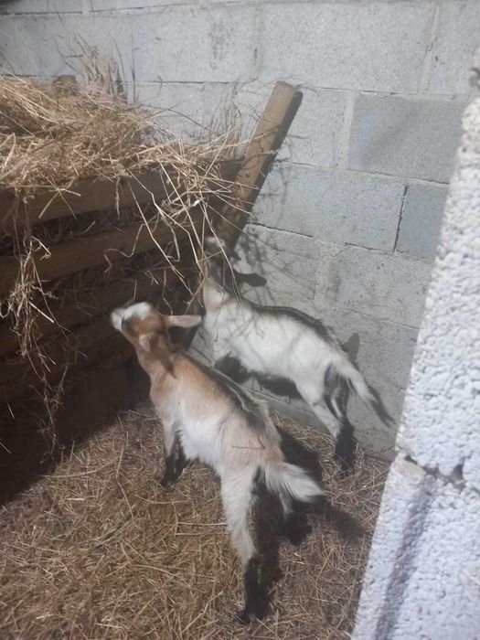 Casal de cabritos