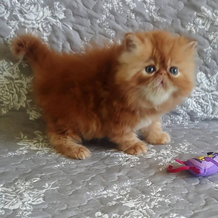 Руді кошенята з розплідника.