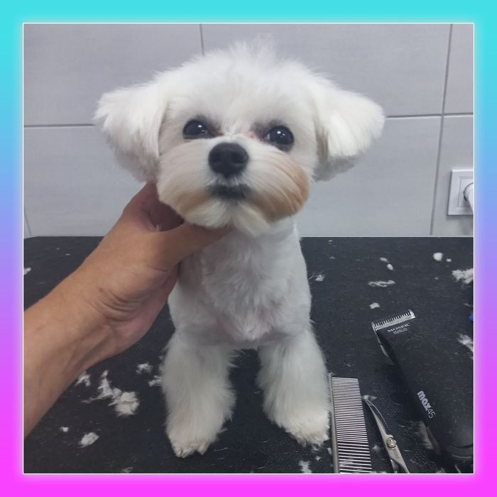 Услуги груминга, стрижка собак и котов (Клочко-6)