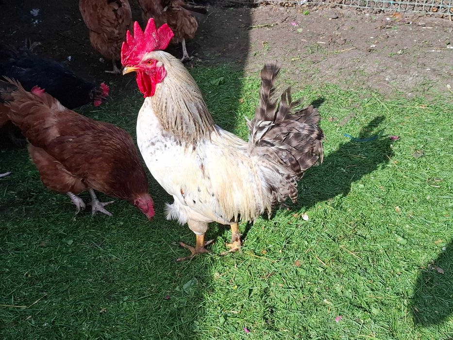 Kogut ancona leghorn