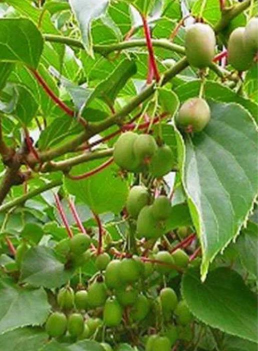 Arvore kiwi baby raros autoferteis - portes grátis