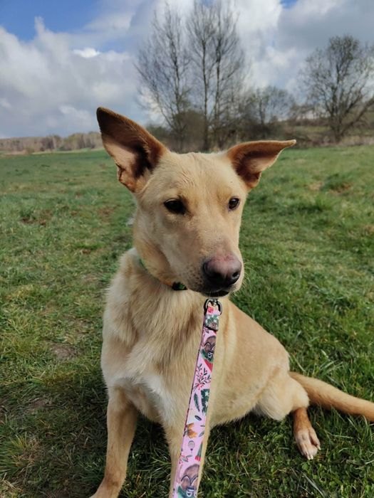 Słodka Lilo od roku czeka na dom