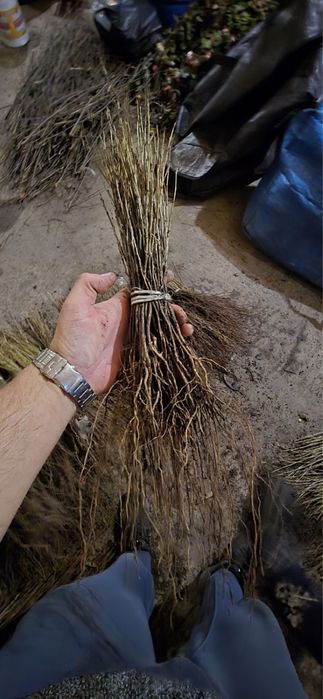 Антипка,Жердель,Алича,м106,54118,с1