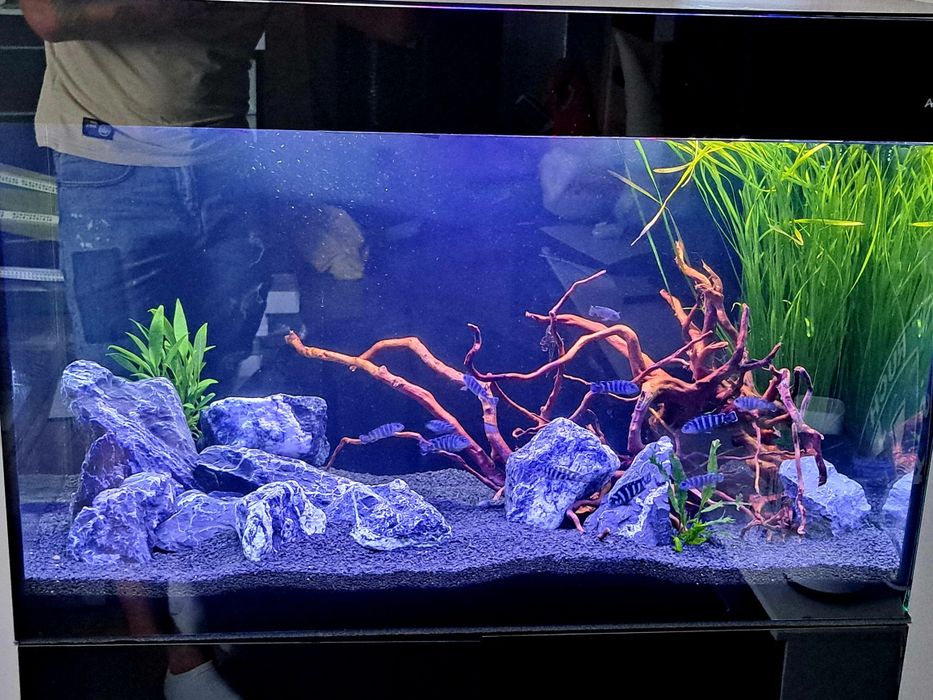 Akwarium Aquael Glossy – 125 l - pokrywa,szafka,filtr,tło,oświetleniee