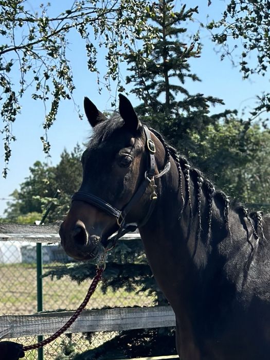 Sprzedam walacha westfalskiego, po LANDACORD