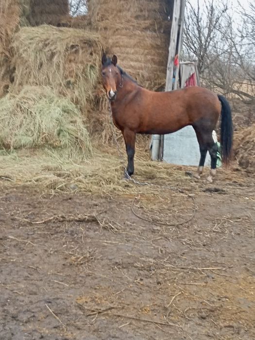 Продам кобилу вісім років молода гарна
