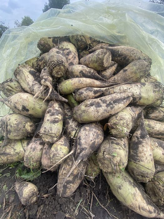 Продам кормовий буряк!