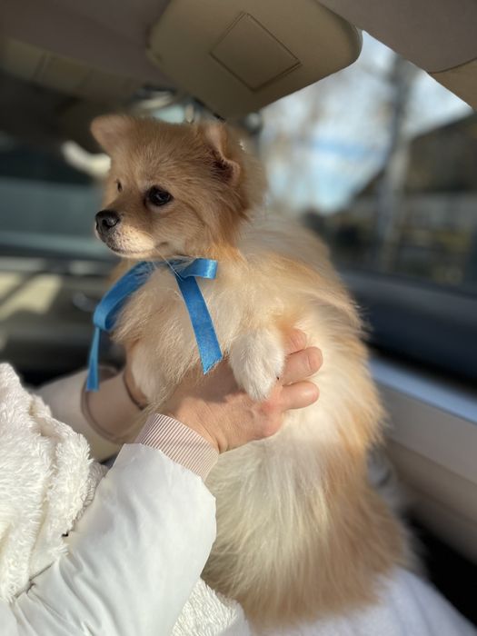 Померанські шпіци — Наймякші лапки цього року