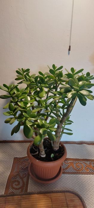 Drzewko szczęścia 42cm trzy pnie Warszawa doniczkowe