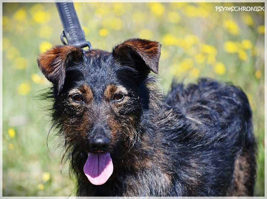 Alfik - malutki terier