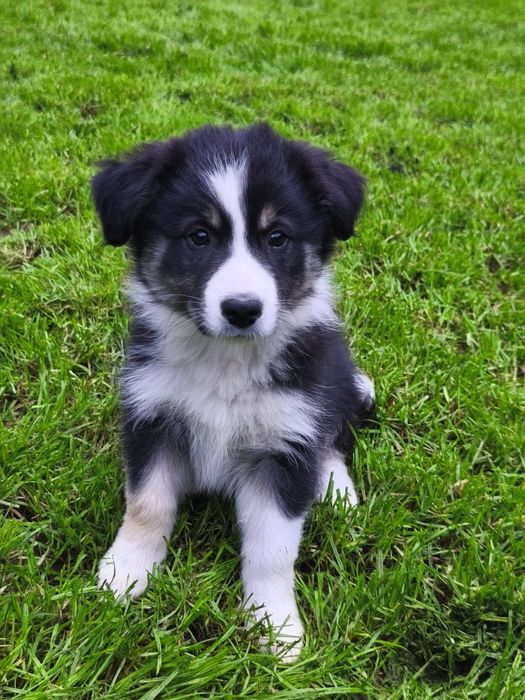 EMI Szczeniak Border collie