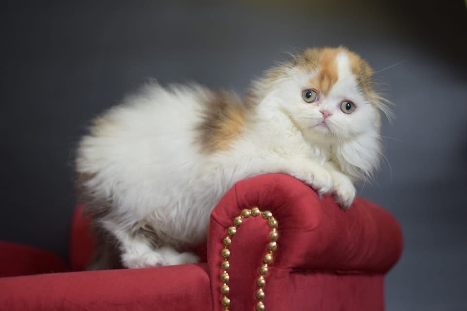 Kot szkocki zwisłouchy WCF