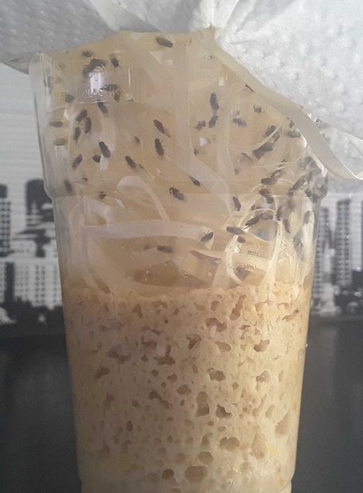 Muszki owocówki nieloty  z larwami  D.Hydei