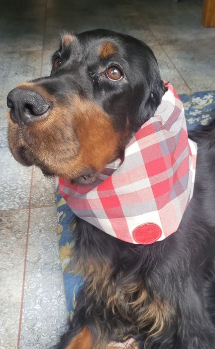 Snoody bawełniane,nauszniki dla psów dlugouchych, spanieli,