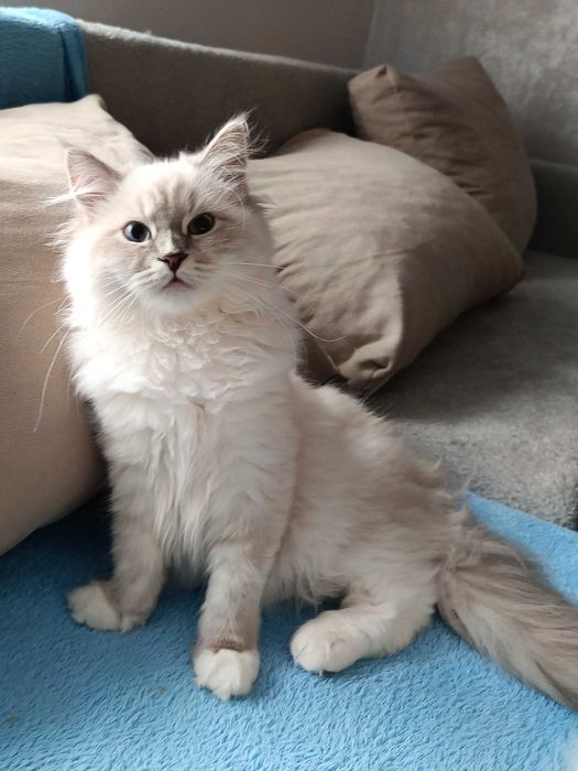 Koteczka Neva Masquerade