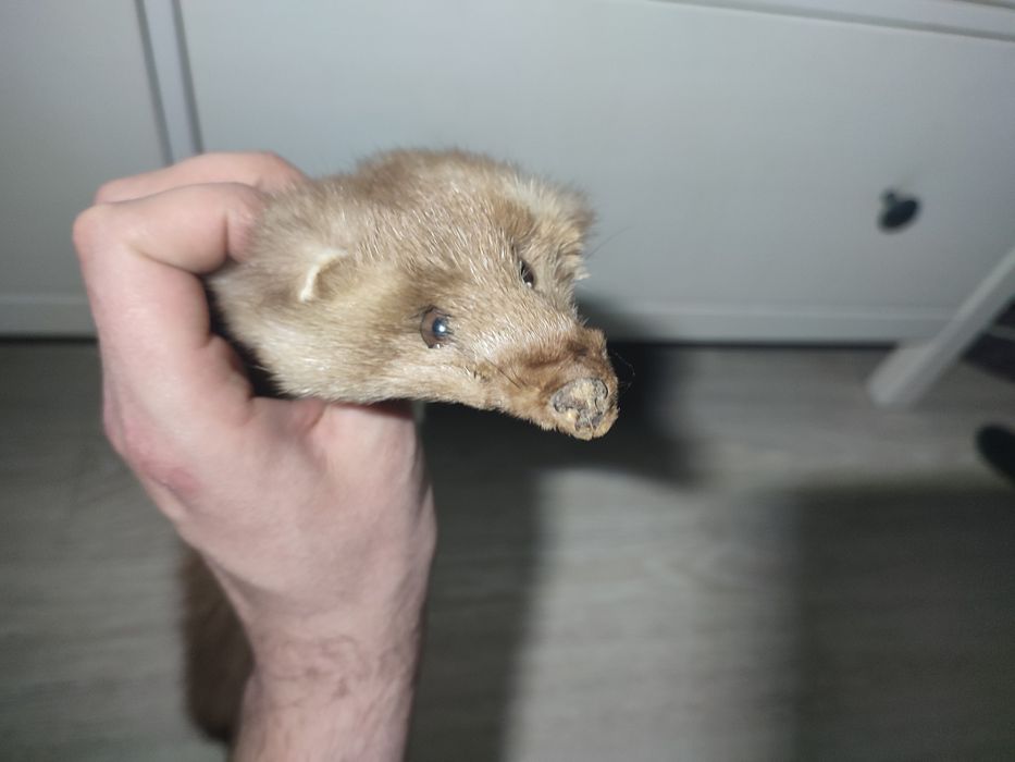 Skóra futro naturalne z kuny