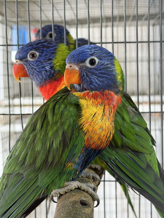 Loris  Molucanus Arco Iris