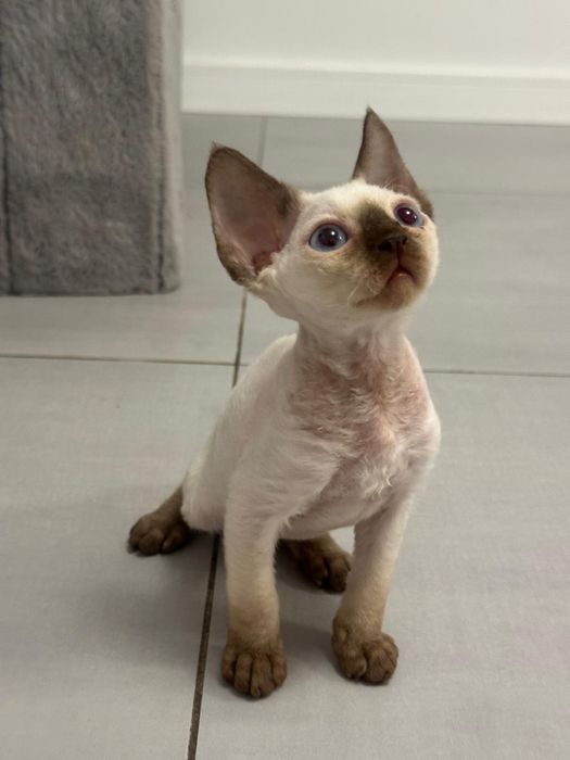 Niebieskooki kocurek Devon Rex  (chocolate point)