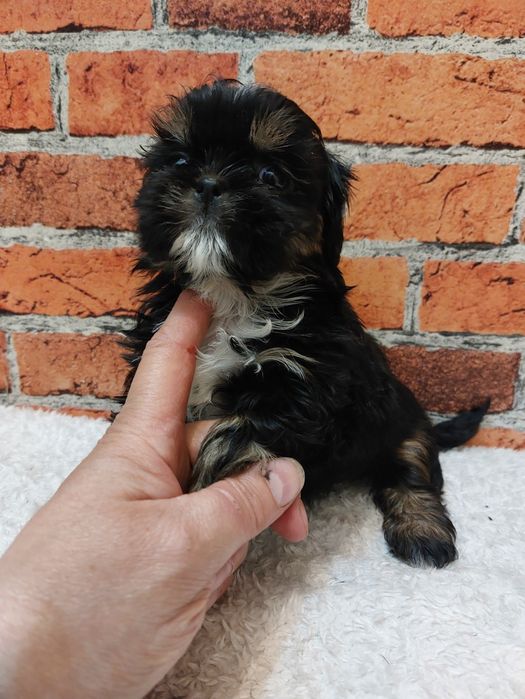 Dziewczynka Shih-tzu
