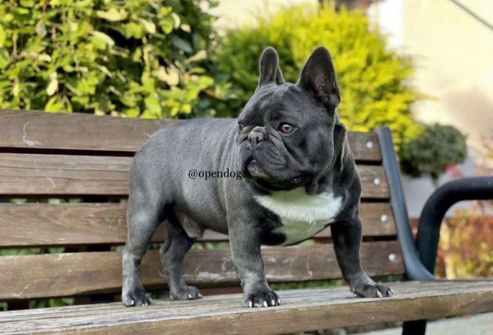 Buldog francuski REPRODUKTOR krycie