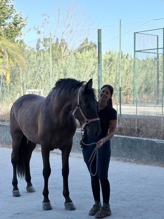 Cavalo cruzado PRE