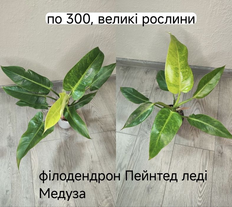 Філодендрон карамель марбл гелексі Індонезійський, фікус шріверіана муншайн, аглаонема лемон мінт, філ медуза/бурле маркс