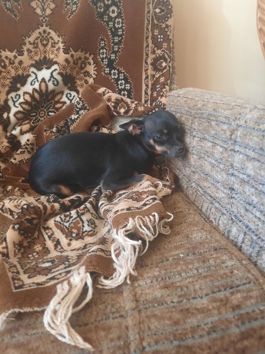 Шукаєм хлопчика Тойтерєра для вязки