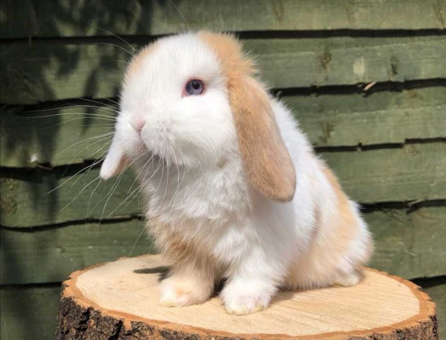 KIT Coelhos anões orelhudos(belier) mini loop adoráveis e dóceis