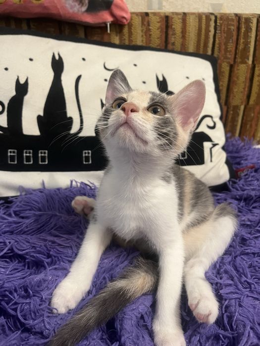 Котенок 3 месяца
